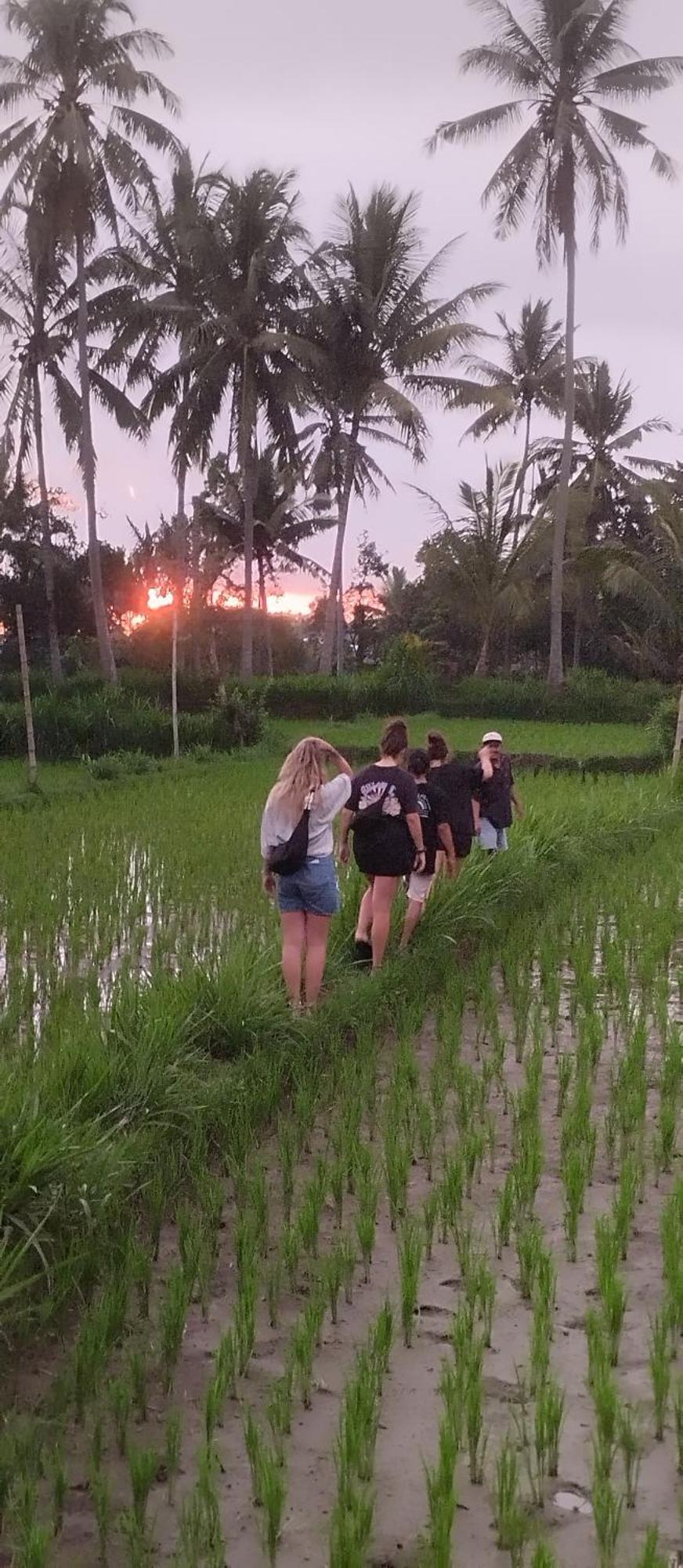Rice Field Inn - Lombok Tetebatu Eksteriør billede