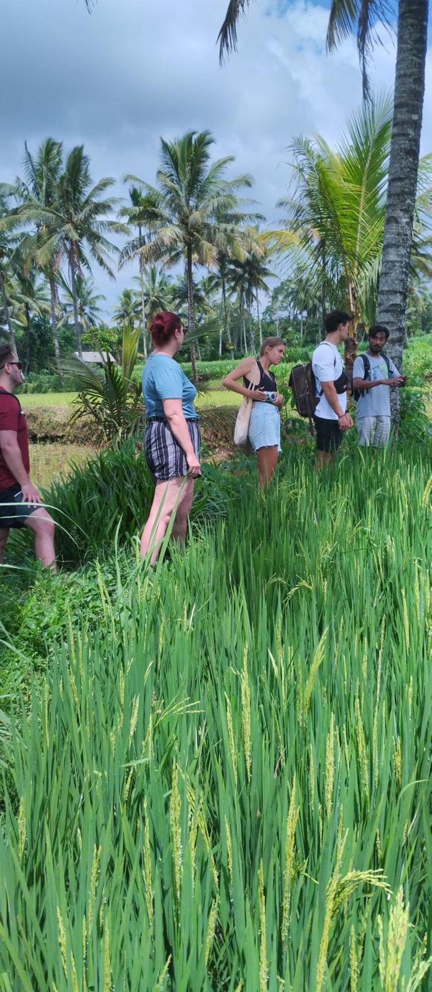 Rice Field Inn - Lombok Tetebatu Eksteriør billede